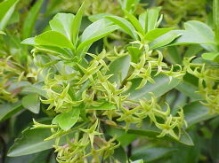 Daphne pontica Wawrzynek pontyjski C2-C3/20-30cm *K18