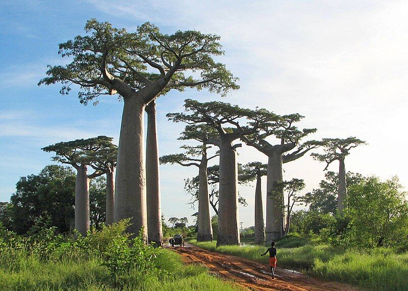 Baobab Adansonia - nasiona 2 szt.