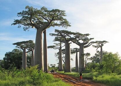 Baobab Adansonia - nasiona 2 szt.