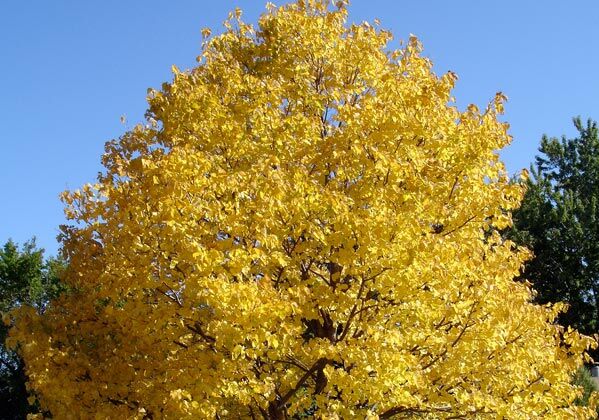 Lipa amerykańska REDMOND Tilia americana C3(C5)/70-100cm *P26