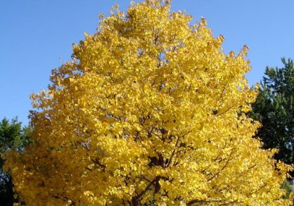 Lipa amerykańska REDMOND Tilia americana C3(C5)/70-100cm *P26