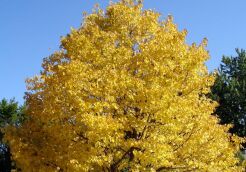 Lipa amerykańska REDMOND Tilia americana C3(C5)/70-100cm *P26