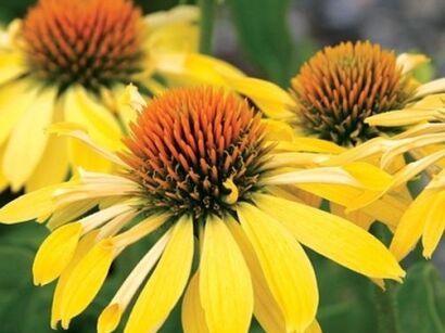Jeżówka SUNRISE Echinacea 