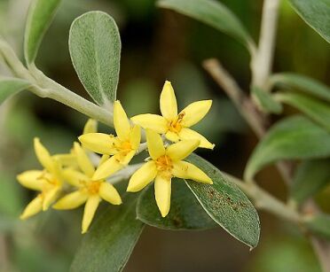 Corokia virgata BANANA ROYAL® C2/20cm