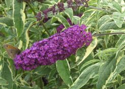 Budleja Dawida HARLEQUIN  Buddleja davidii /C2 *T35