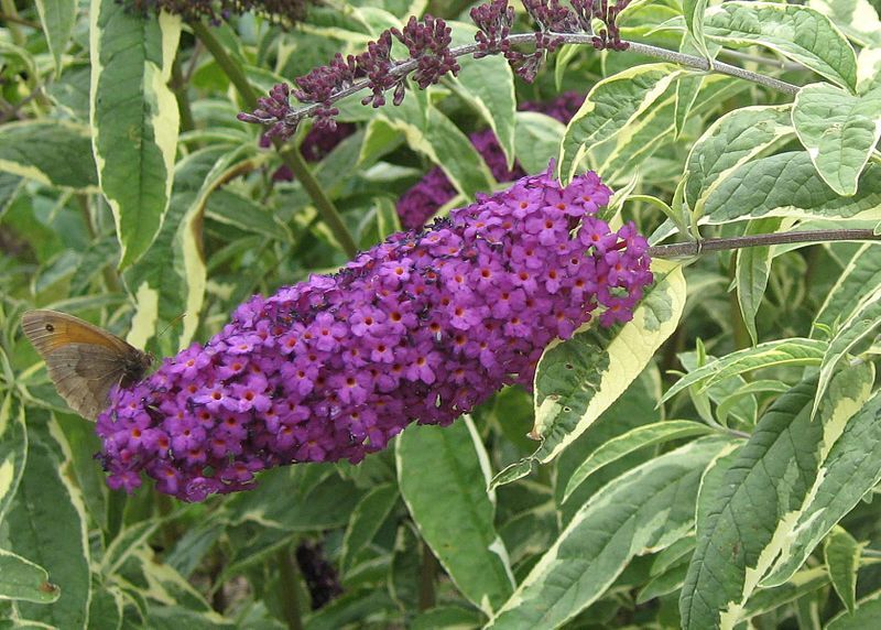 Budleja Dawida HARLEQUIN  Buddleja davidii /C2 *T1