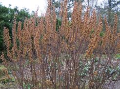 Myrica gale Woskownica europejska C2/60-100cm *K13