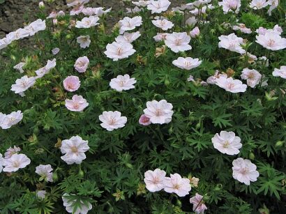 Bodziszek czerwony APFELBLUTE geranium sanguineum /P9 *K7