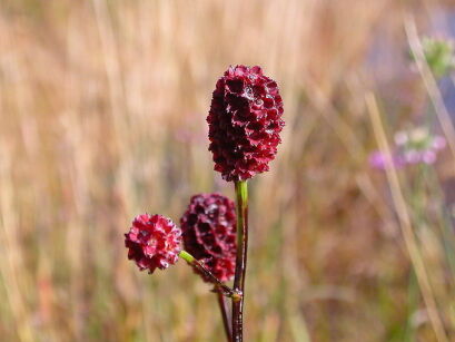 Krwiściąg lekarski ARNHEM Sanguisorba officinalis /C5 *7F