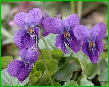 Fiołek wonny FIOLETOWY Viola odorata /P11 *K7