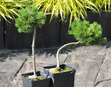 Sosna hakowata 'Grüne Welle' Pinus uncinata