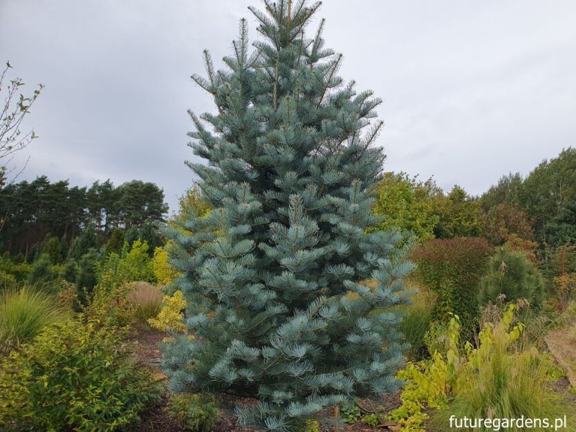 Jodła jednobarwna VIOLACEA syn.Jodła kalifornijska Abies concolor C7,5/100cm *K4