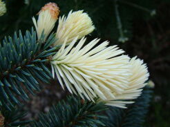 Świerk kłujący BIAŁOBOK 6-letni Picea pungens C20/70-80cm *4K