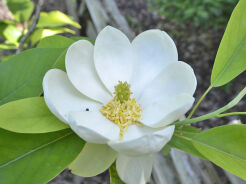 Magnolia virginiana Magnolia sina C3/40-50cm *T10