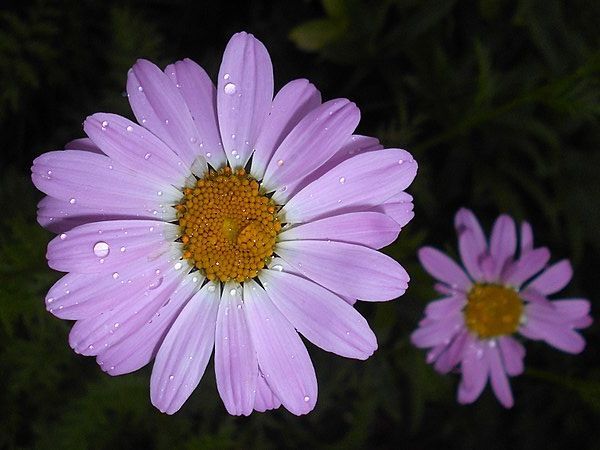 Wrotycz ROBINSON PINK Tanacetum cocineum Chryzanthemum /C2 *K3