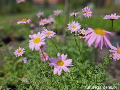 Wrotycz ROBINSON PINK Tanacetum cocineum Chryzanthemum /C2 *K3
