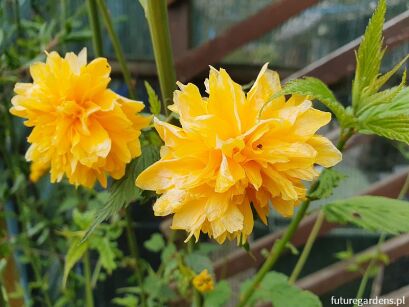 Złotlin japoński 'PLENIFLORA' Kerria japonica C2/50cm