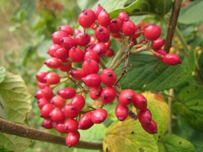 Kalina hordowina Viburnum lantana C2/50cm