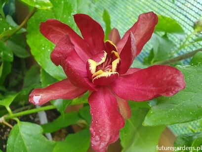 Kielichowiec APHRODITE Calycanthus C3/50-80cm *T27