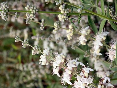 Niepokalanek korzenny SILVER SPIRE vitex agnus CASTUS Pieprz mnisi /C3 *T45