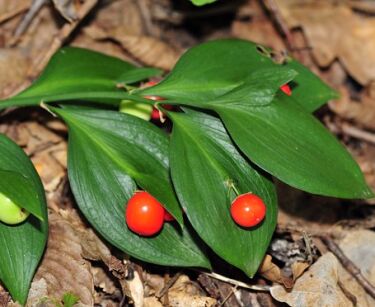 Myszopłoch Ruscus hypoglossum /C2