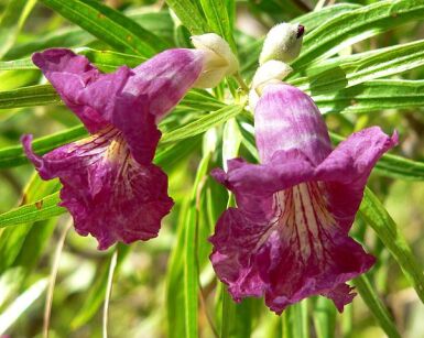 Chilopsis linearis BURGUNDY zw. Wierzba pustynna C15/Pa80(130cm) *TL