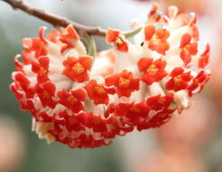 Edgewortia papierodajna RED DRAGON Edgeworthia chryzantha C1,5/40-50cm *K15w1