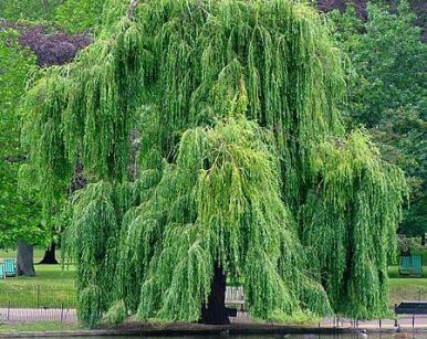 Wierzba płacząca PENDULA Salix babylonica C2/80-100cm *8