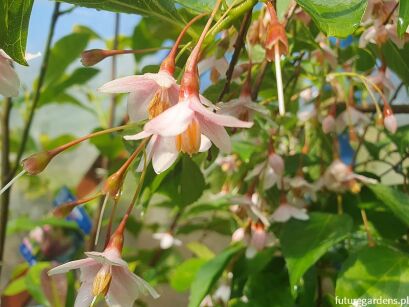 Styrak płaczący RUBRA PENDULA Styrax japonicus C15/100cm *K8