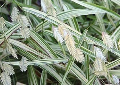 Uniola latifolia RIVER MIST Chasmanthium latifolium /C1,5 *P