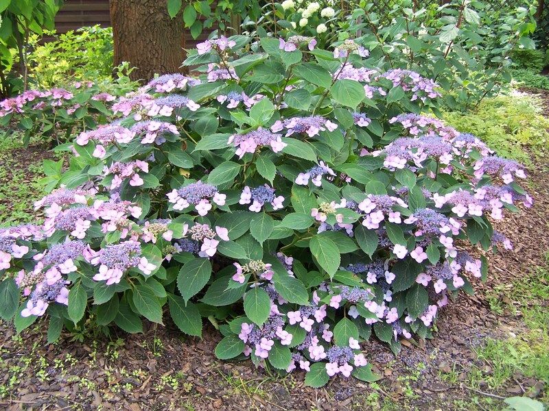 Hortensja piłkowana AVELROZ 'Dolmyf' Hydrangea serrata /C2 *K14