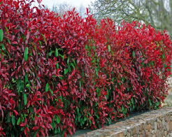 Głogownik RED ROBIN Photinia fraseri C5/40-60cm *K10