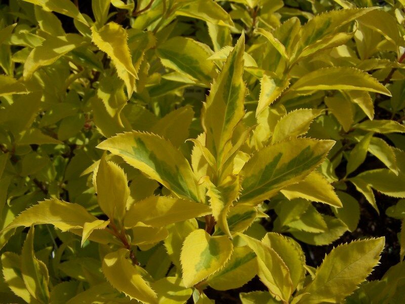 Forsycja GOLDEN TIMES  Forsythia intermedia P15/10-30cm *T43
