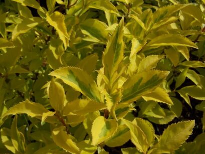 Forsycja GOLDEN TIMES  Forsythia intermedia P15/10-30cm *T43
