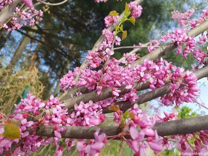 Judaszowiec kanadyjski Cercis canadensis C2(C7,5)/60-80cm *TL