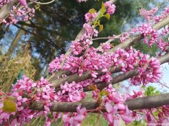 Judaszowiec kanadyjski Cercis canadensis C2/60-80cm *K21