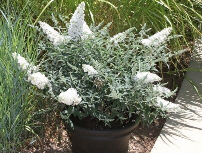 Budleja karłowa BLOOMTASTIC DREAMING WHITE 'Hinebud3' Buddleja /C3