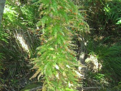 Szparag pnący (okółkowy) ang.Climbing asparagus Asparagus verticillatus /C2