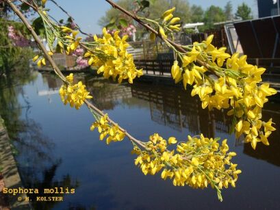 Sophora mollis C2/80cm *T42