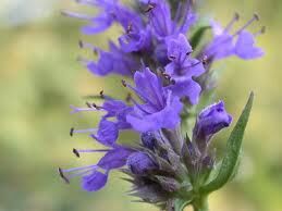 Hyzop lekarski NIEBIESKI Hyssopus officinalis /P9 *K7