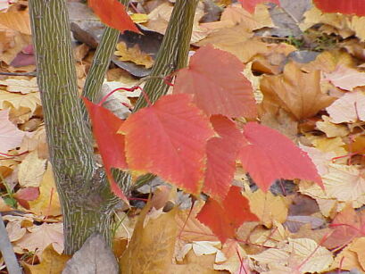 Klon cienkoszypułkowy K.hondoański K.wężowy Acer capillipes C2/50cm