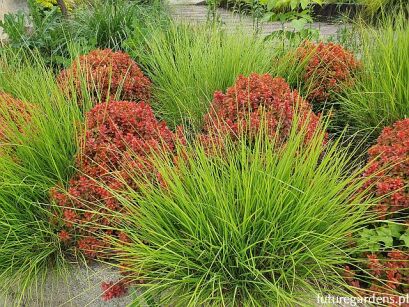 Sesleria jesienna Sesleria autumnalis /P9 *K5