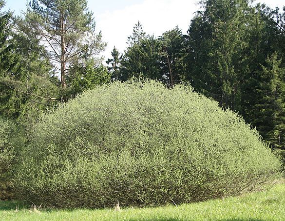Wierzba rozmarynowa Salix rosmarinifolia C3/60-80cm *K17