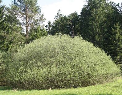 Wierzba rozmarynowa Salix rosmarinifolia C2/30cm *K18