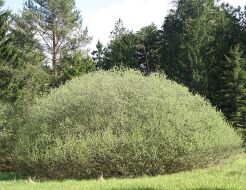 Wierzba rozmarynowa Salix rosmarinifolia C3/60-80cm *K17