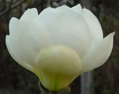 Magnolia denudata JADE LAMP syn.White Tulip C5/60-80cm