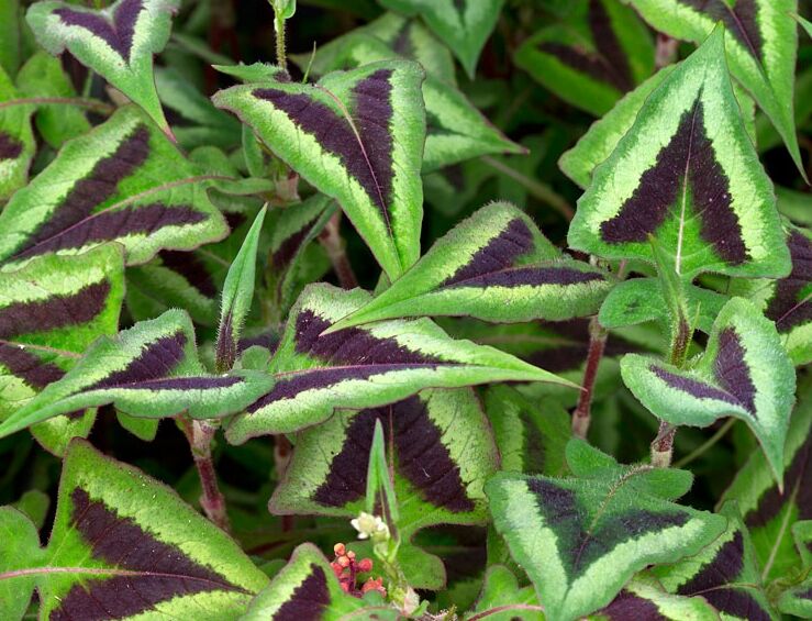 Persikaria drobnogłówkowa PURPLE FANTASY  Persicaria microcephala