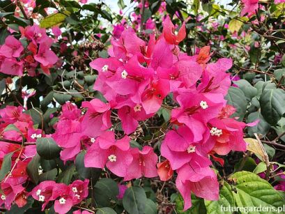 Bugenwilla Sanderiana PINK Bougainvillea glabra C3/20-30cm *T70