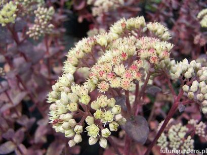 Rozchodnik karpacki HAB GRAY Sedum telephium ssp. ruprechtii /C2 *7F