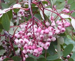 Jarząb hupehejski NOVEMBER PINK Sorbus hupehensis C3/30-40cm *K15